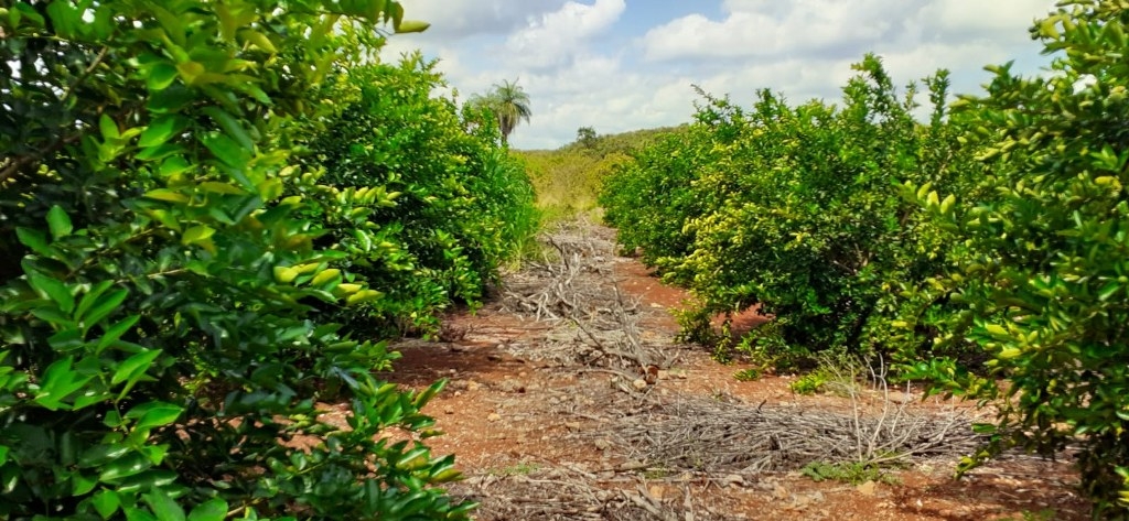 Plaga del 'dragón amarillo' amenaza los cultivos de limón en José María Morelos