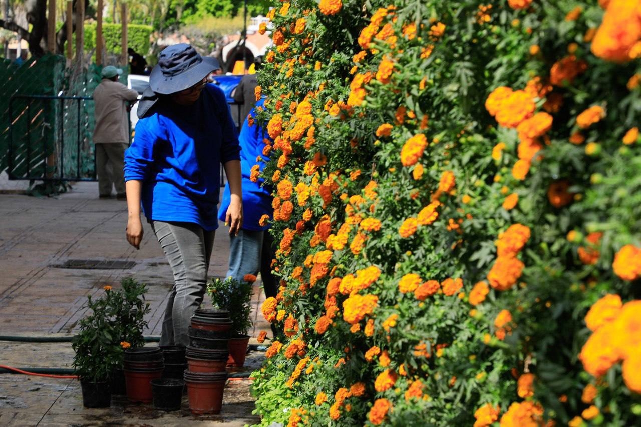 El cempasúchil estará en el Camino de las Flores en Mérida
