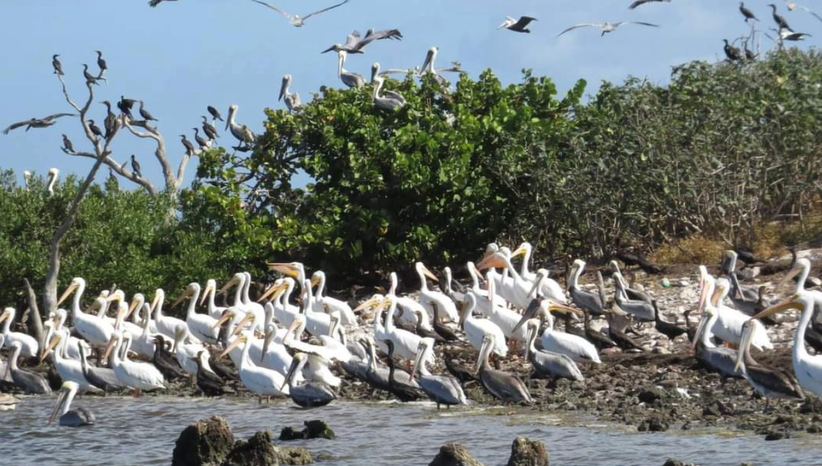 Tour en el 'Festival de las Aves Toh' en Isla Cerritos, Yucatán: ¿Cuándo será?