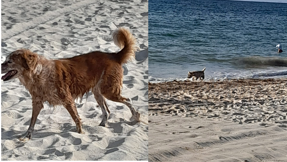 En Playa del Carmen,tras ataques de perros en playas, se plantea prohibición de su acceso