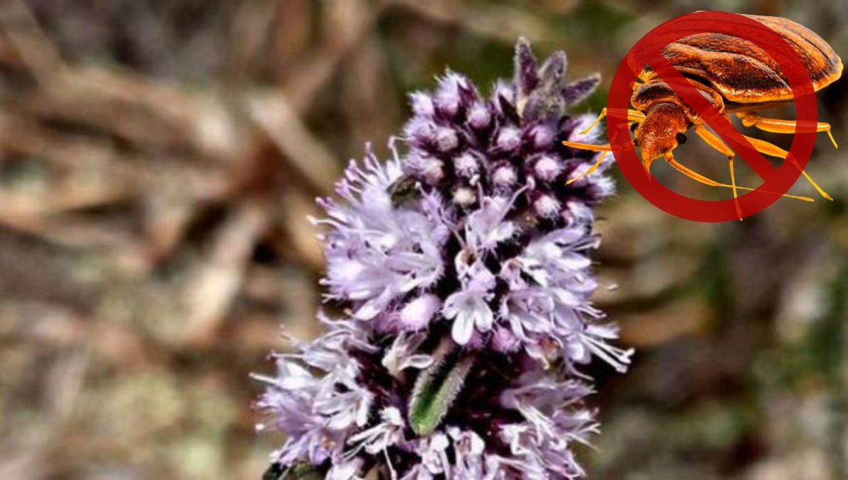 El poleo, es una planta aromática, que puede usarse como insecticida natural, contra las chinches