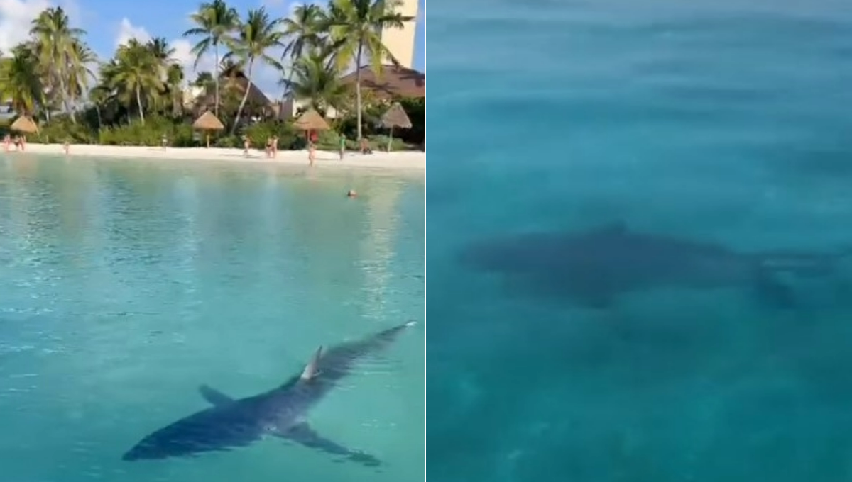 Tiburón toro en Playa del Carmen, sin riesgo para los bañistas: Conanp