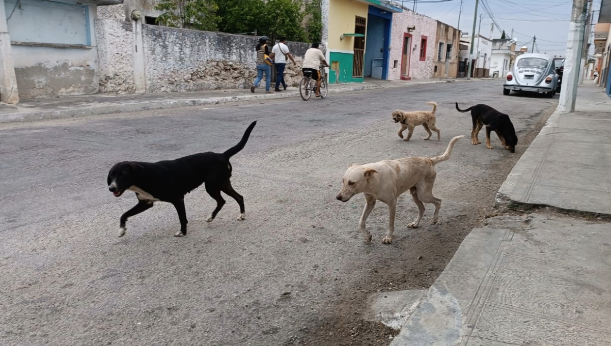 Yucatán es el ejemplo número uno en todo el país, con todas las acciones que está haciendo para erradicar el abandono de perros y gatos