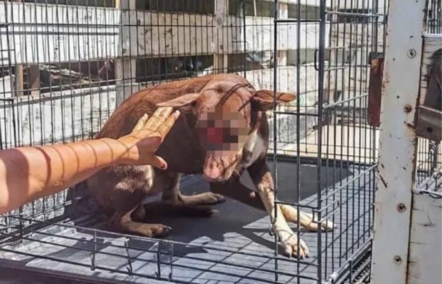 Borracho machetea a un perro en Veracruz, animalistas piden su detención