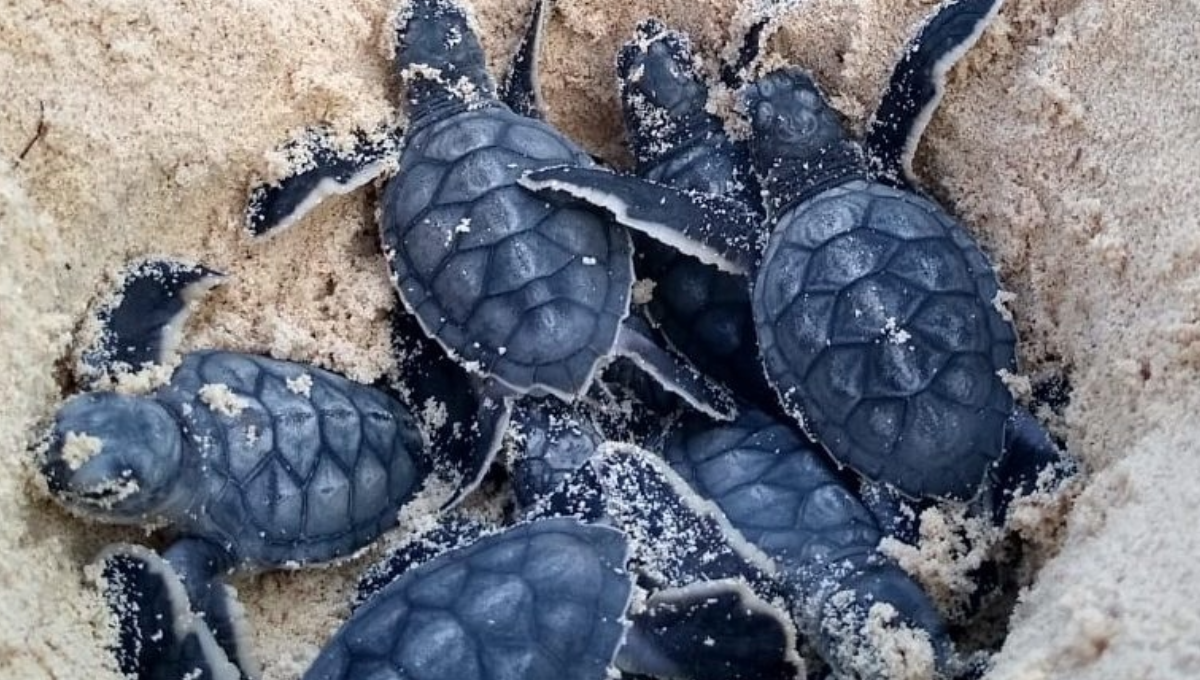Isla Mujeres rescata más de mil 180 nidos de tortugas