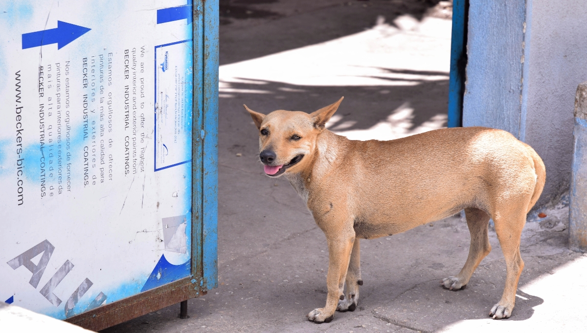 Adopción de mascotas en Mérida: Estos son los nuevos requisitos para llevar un animalito a casa