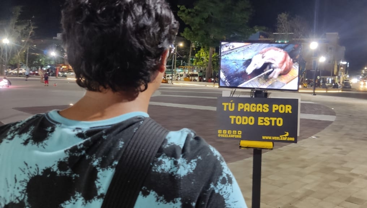 Playa del Carmen: Veganos exhiben el maltrato que sufren los animales en un rastro