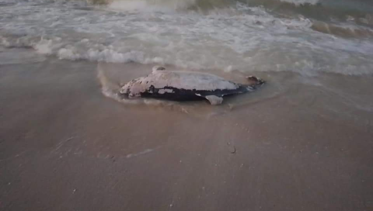Recala un delfín en las playas de Progreso, el segundo en 15 días