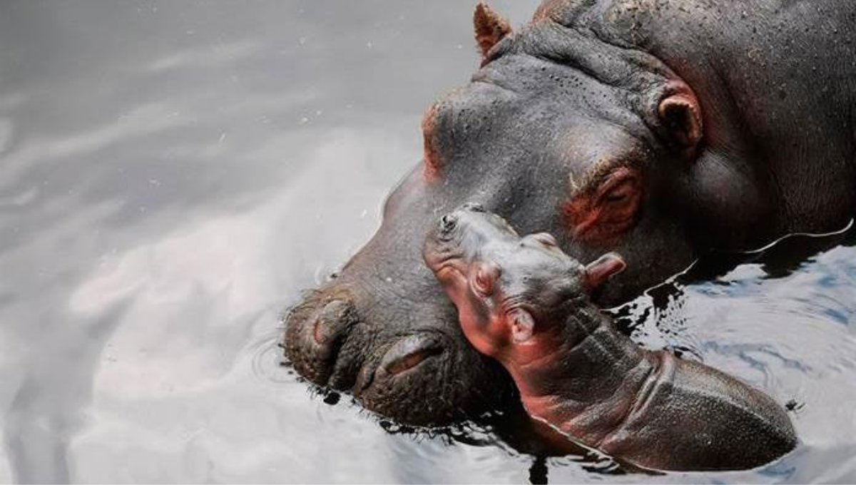 Conoce al bebé hipopótamo del Nilo nacido en el zoológico de Morelia: VIDEO