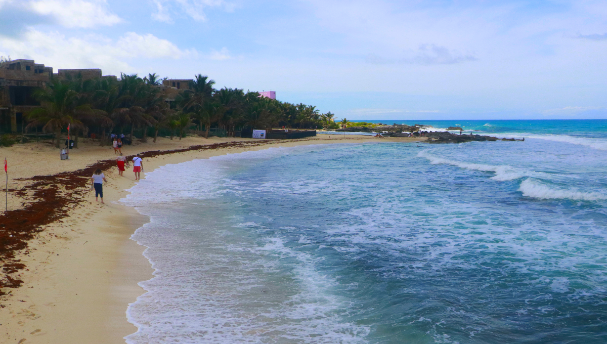 Disminuye presencia de sargazo en playas de Quintana Roo
