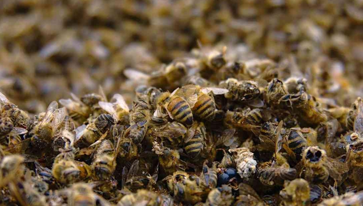 En Campeche, invertirán 600 mp para investigar la muerte de miles de abejas