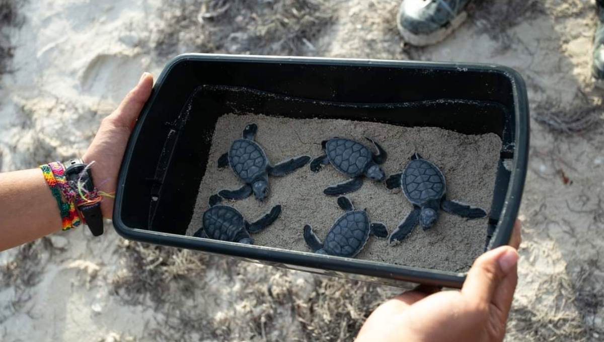 Plásticos disminuyen la eclosión de tortugas marinas en la Reserva de Ría Lagartos: Especialista