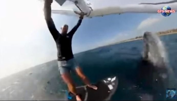 Ballena choca contra surfista y logra grabar el momento: VIDEO