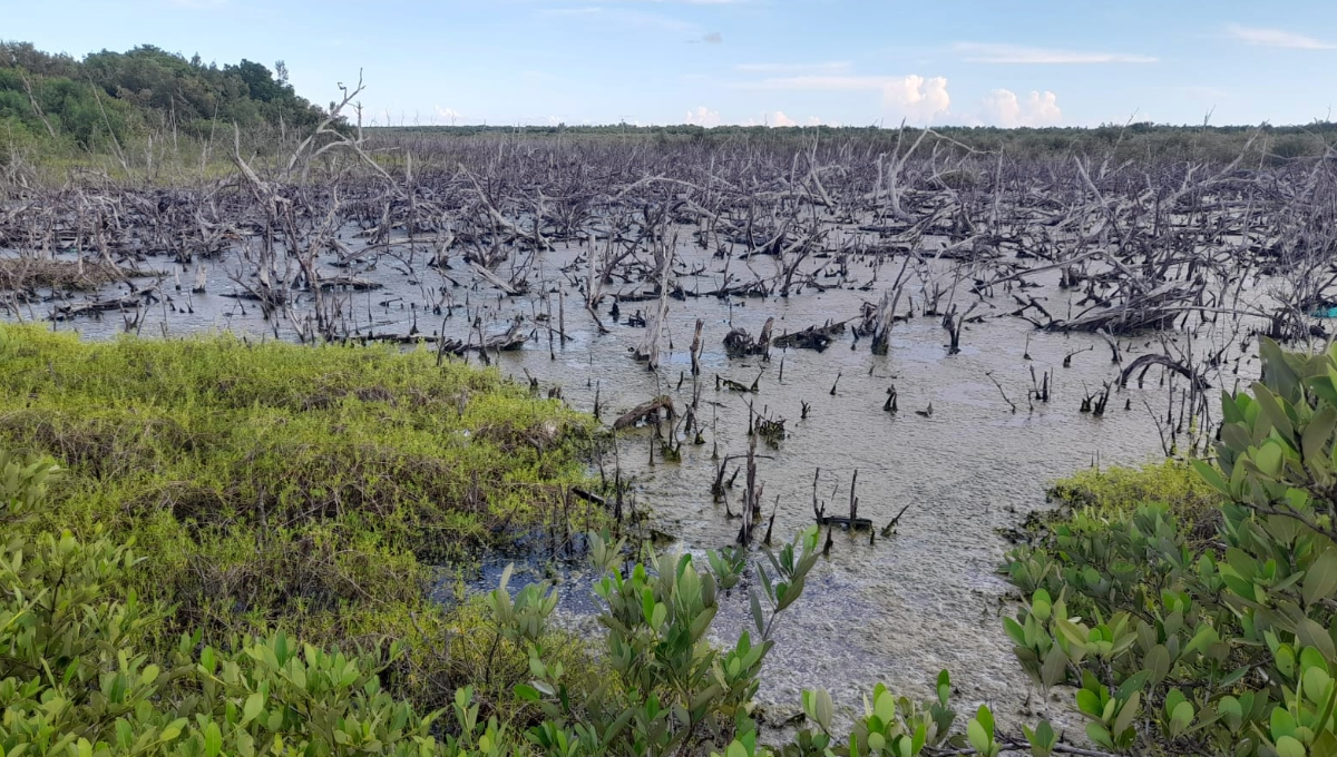 Organización en Cozumel exige investigar a CAPA por posible delito ambiental