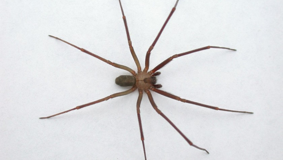 Esta es la peligrosa araña que podría habitar en lugares sucios de tu casa en Yucatán