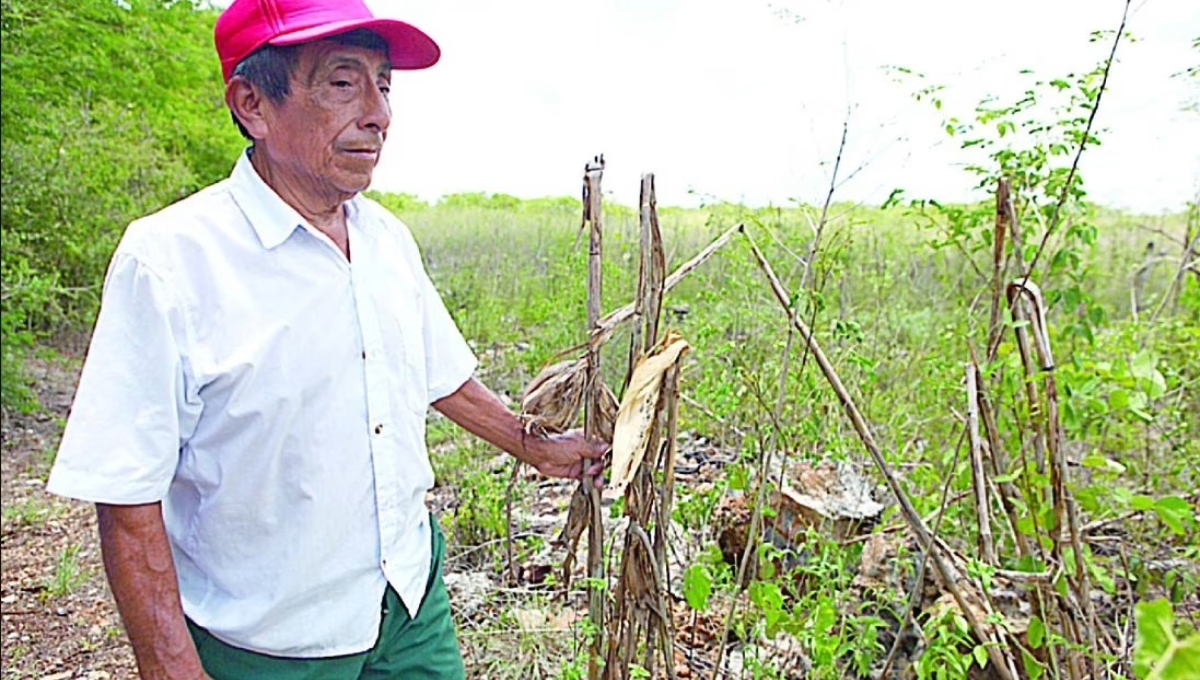 Los campesinos del Noreste de Yucatán enfrentan dificultades para seguir cultivando en sus milpas
