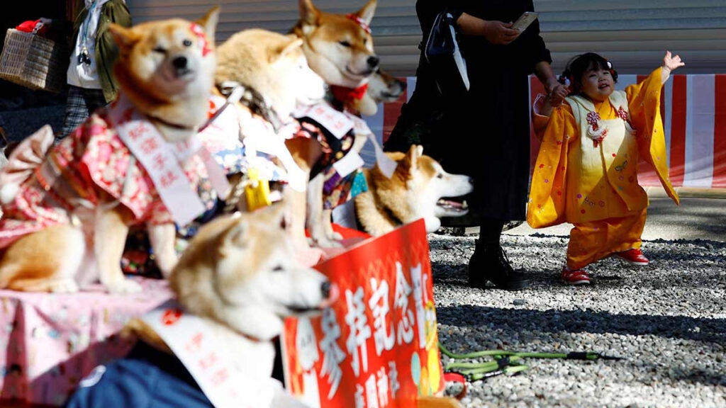 A falta de niños, en Japón bendicen a perros: FOTOS