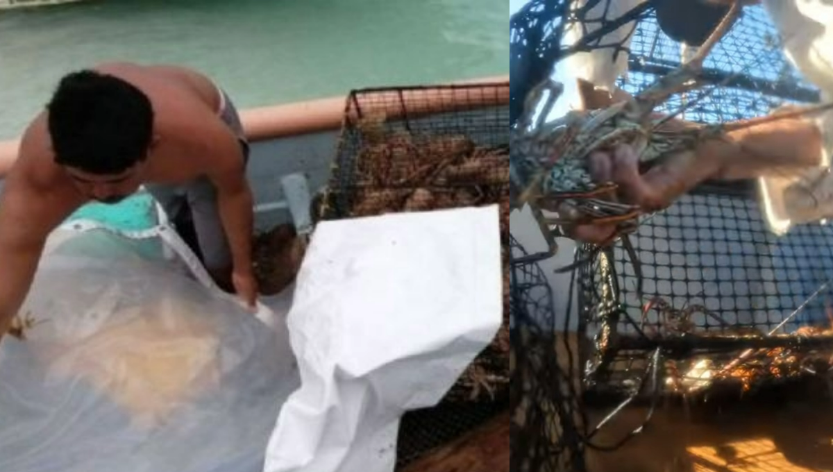 Reportan pescadores descompresionados en Isla Mujeres; van 75 en esta temporada de langosta