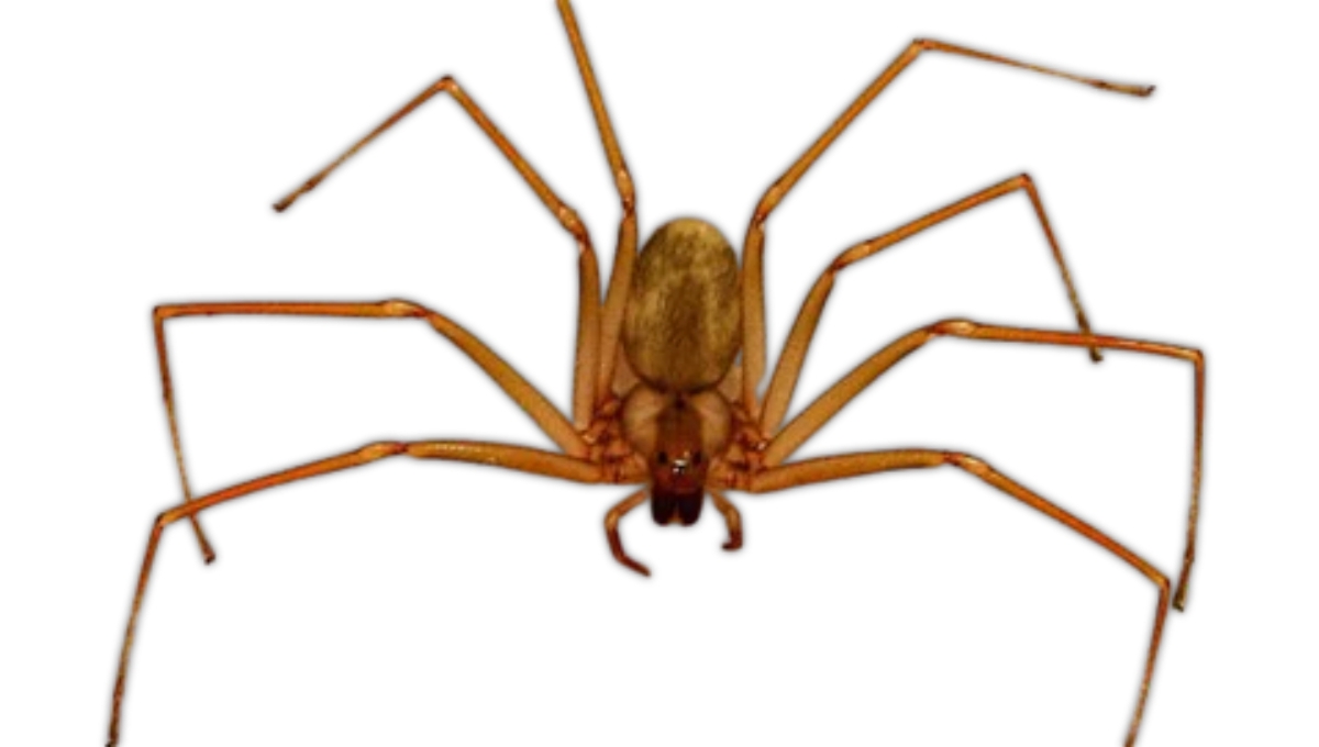 La picadura de la araña violinista puede causar daños en la salud
