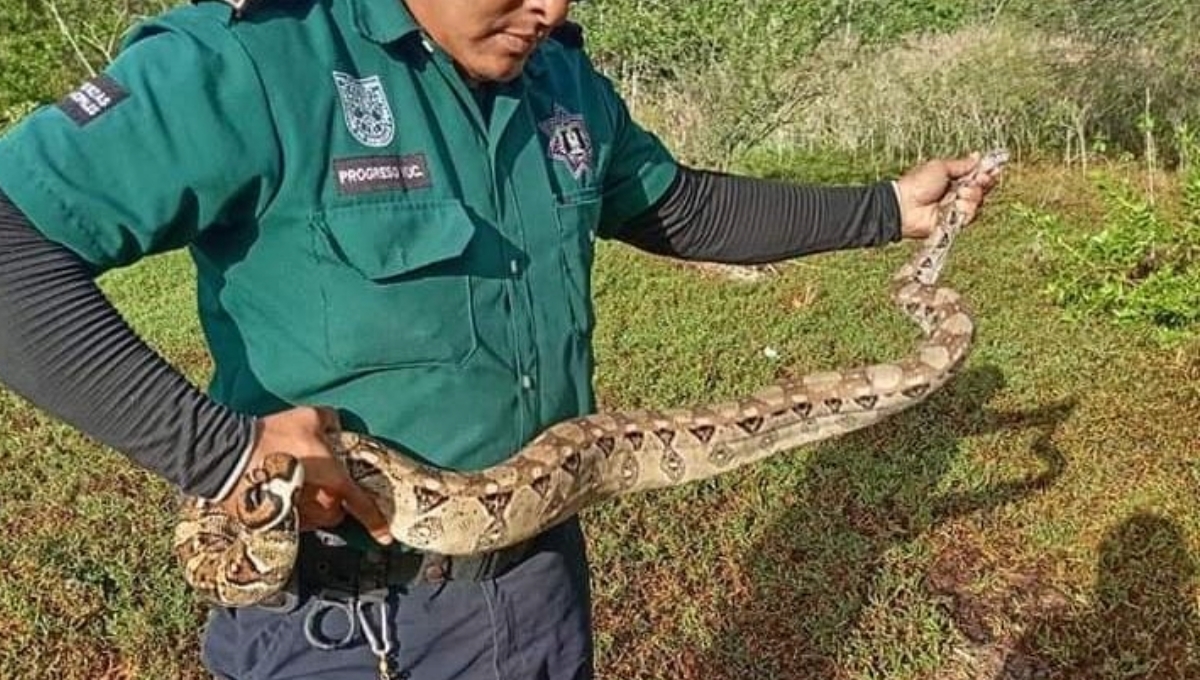 Durante la tarde de ese mismo día se atrapó a una boa juvenil