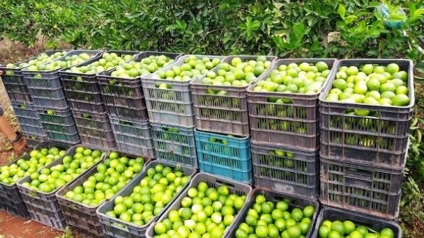 Productores de José María Morelos en 'crisis' por el desplome del precio del limón