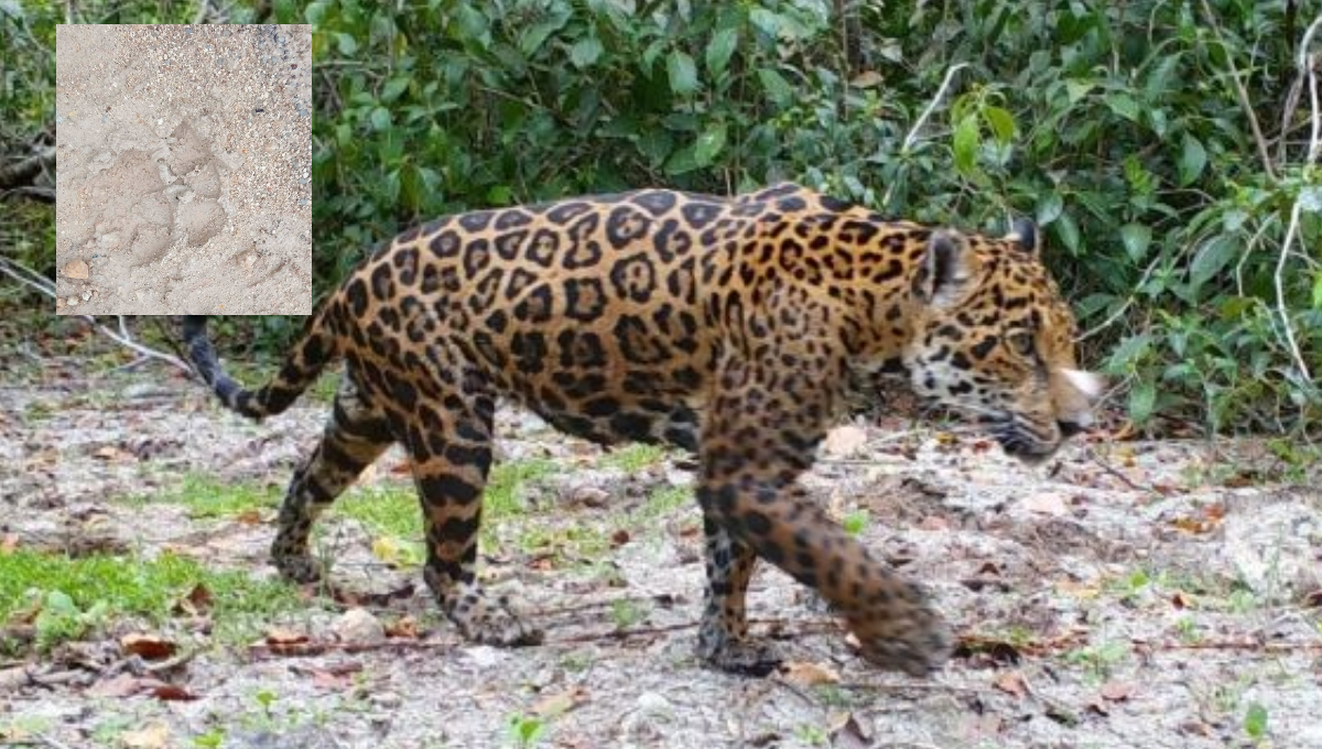 Trabajadores del Tren Maya encuentran huellas de un jaguar en Chetumal