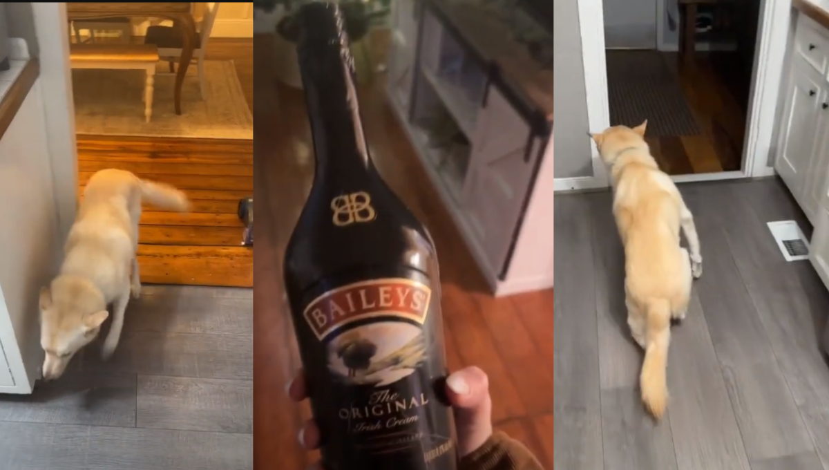 ¡Hasta las patitas! Perrito toma botellas de alcohol y dueña lo encuentra borracho: VIDEO