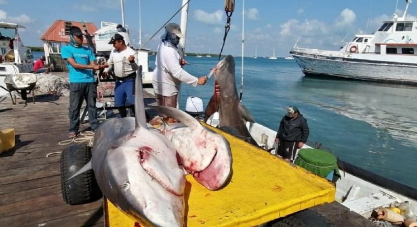 En Isla Mujeres, la langosta el nuevo 'oro rojo' de los pescadores ante la crisis del tiburón