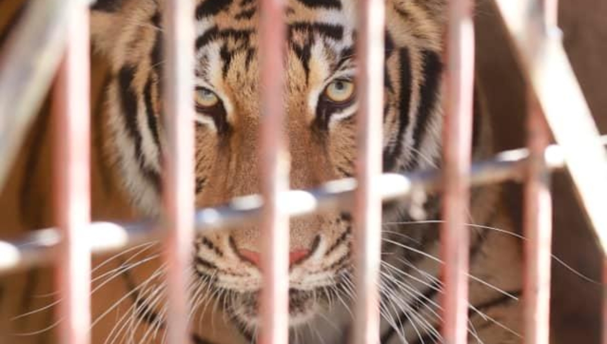 El tigre quedó a disposición de las autoridades para determinar la situación del animal