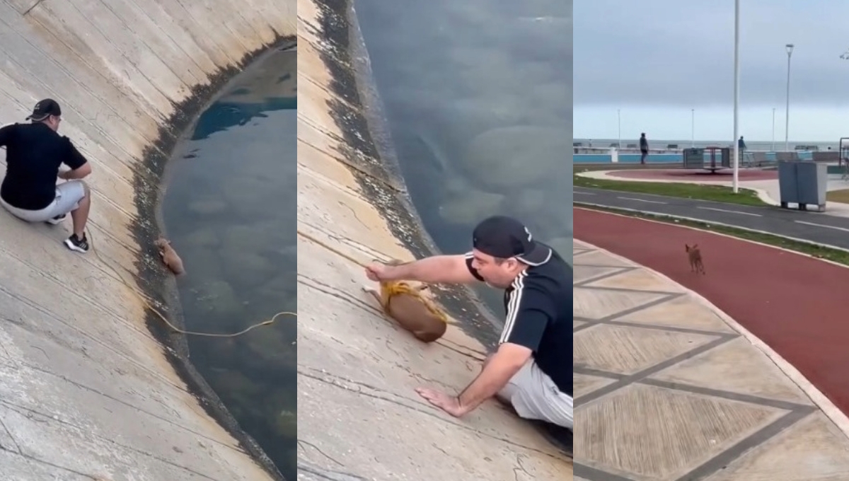 Joven rescata a un perrito que cayó al mar en el malecón de Campeche: VIDEO