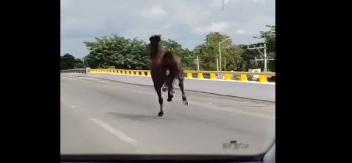 El caballo fue grabado por conductores que se encontraron al animal en el Periférico de Mérida