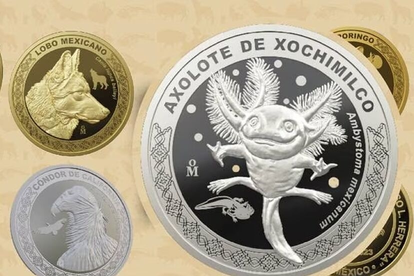 ¿Dónde comprar la moneda conmemorativa del 'Ajolote de Xochimilco'?