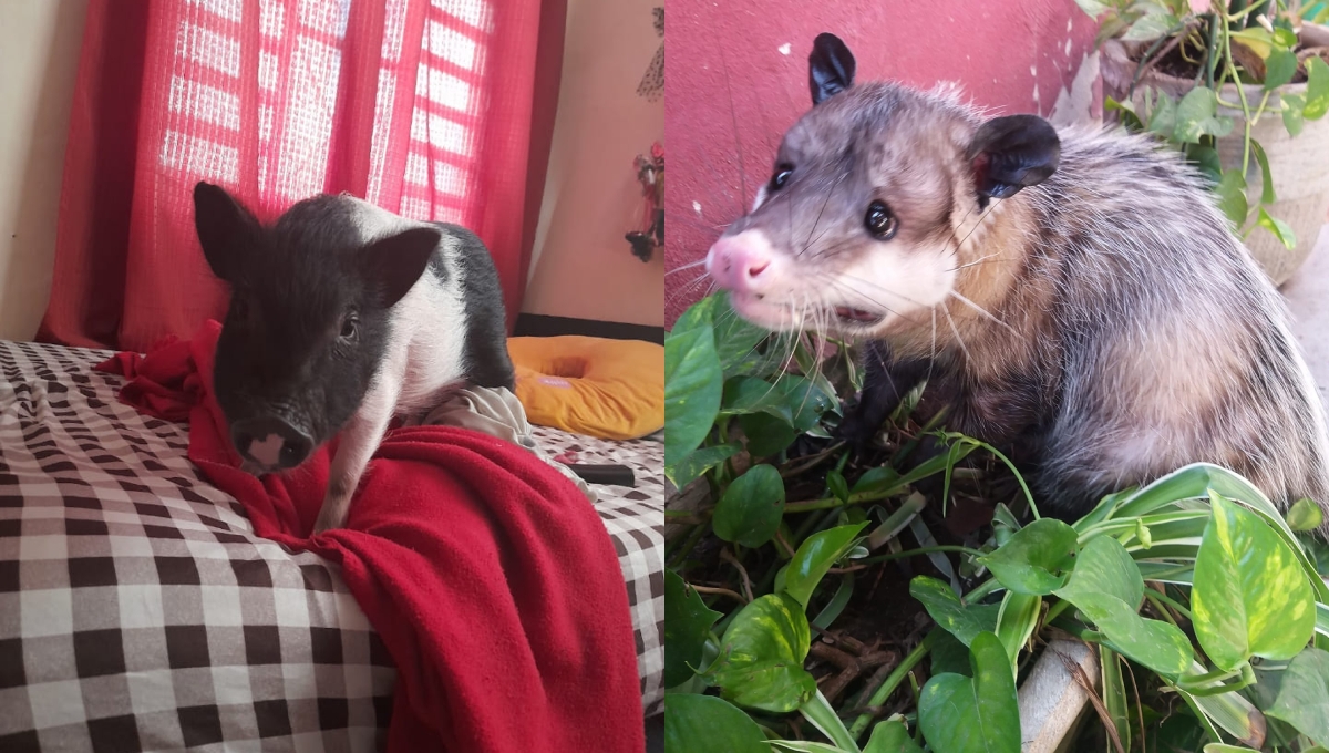 Las dos mascotas fueron reportadas como desaparecidas en Mérida
