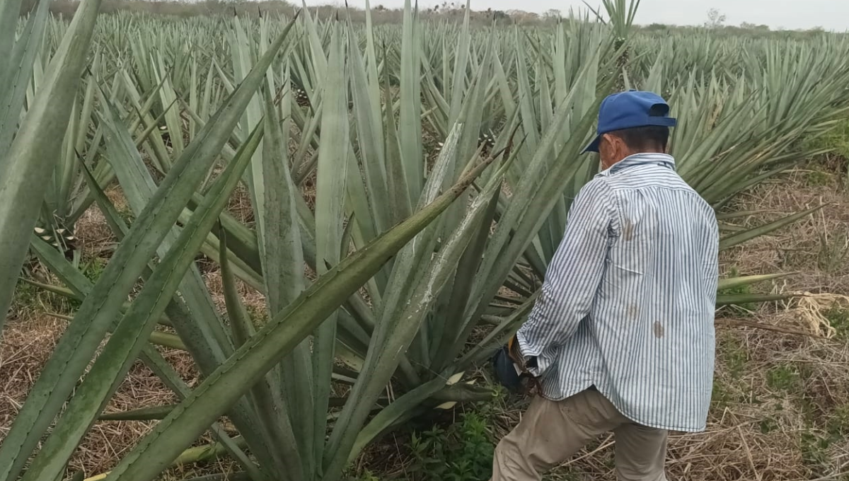 Yucatán: Declive del henequén orilla a los campesinos de Dzidzantún a dedicarse a otras actividades