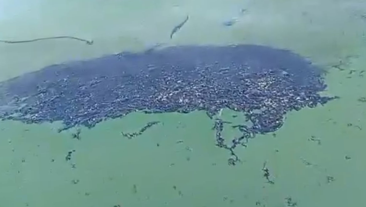Detectan enorme mancha de petróleo en las costas de Isla Aguada, Campeche