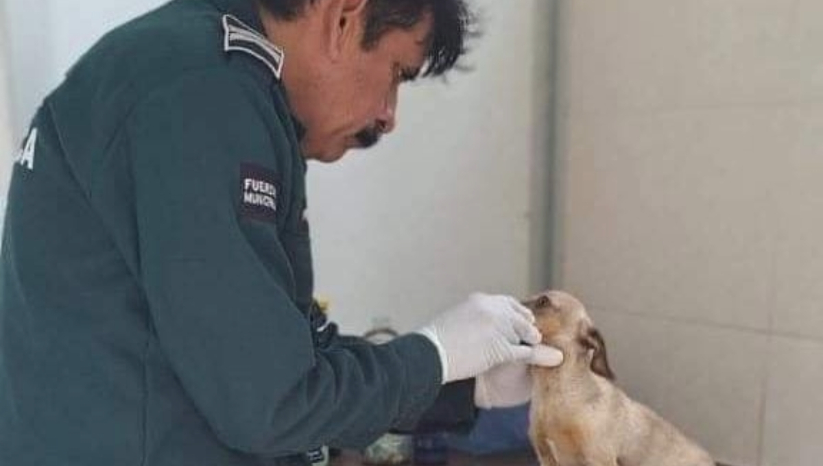 Perrito chihuahua se salva de morir al caer de un segundo piso en Progreso