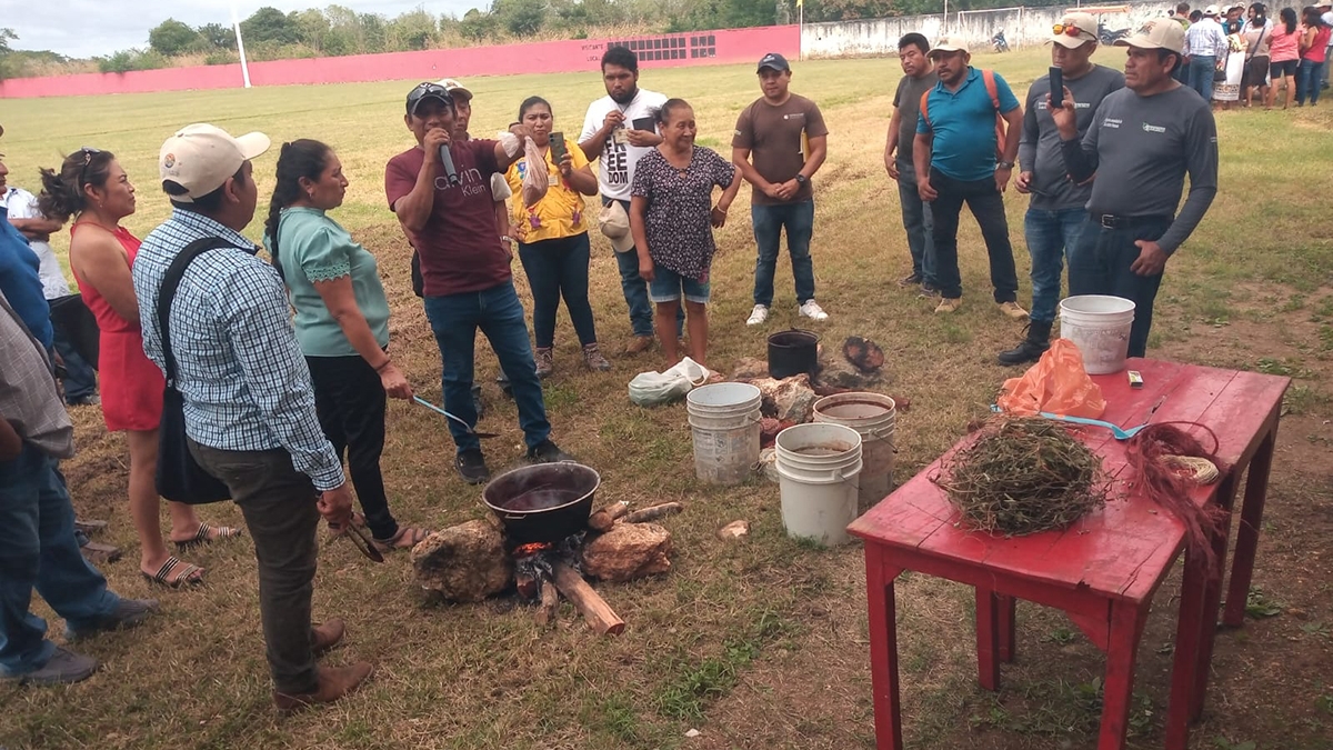 El 'Palo de Tinte' es de gran importancia en la Península de Yucatán