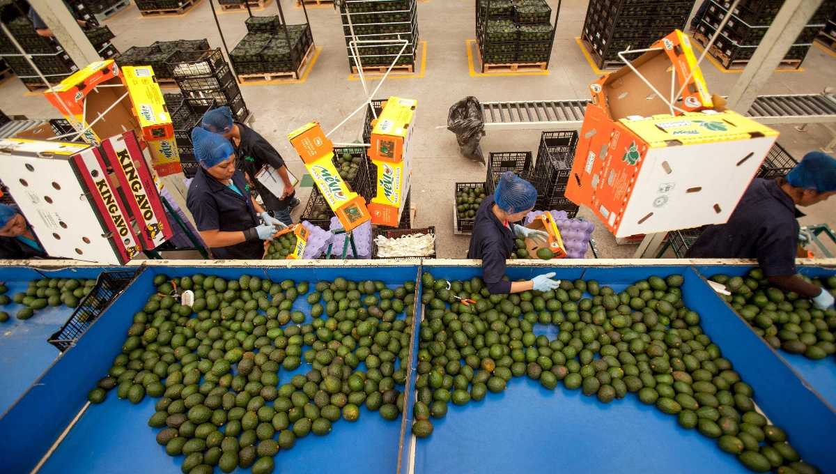 La Secretaría de Agricultura destacó que México es líder mundial en la producción de alimentos