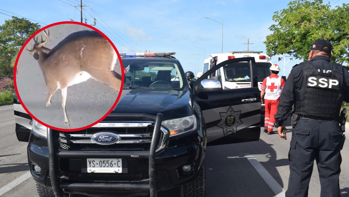 Venado provoca aparatoso accidente en la vía Mérida-Progreso: VIDEO