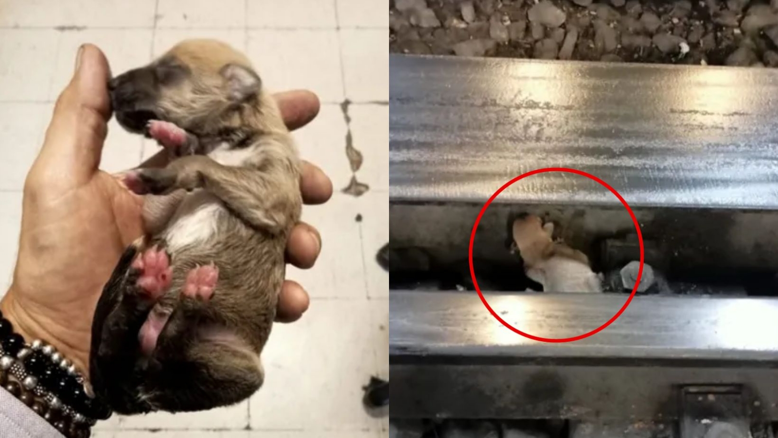 Rescatan a cachorro de las vías del Metro Chabacano; usuario lo soltó accidentalmente