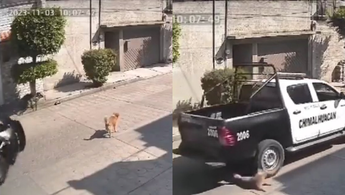 Una cámara de vigilancia captó el momento en el que el perro fue atropellado por policías
