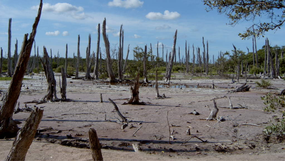 El bosque petrificado es un paisaje único en Yucatán