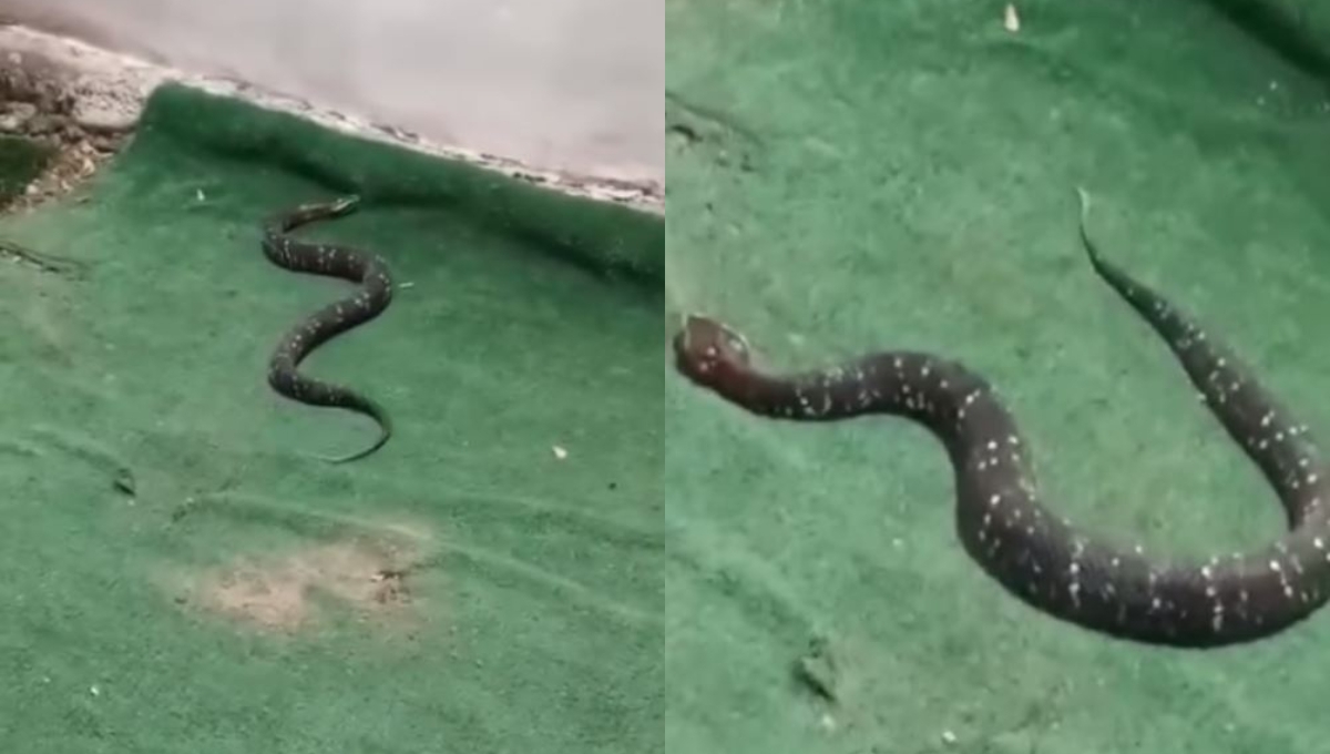 Hallan a la serpiente más venenosa de la Península de Yucatán en una casa de Veracruz