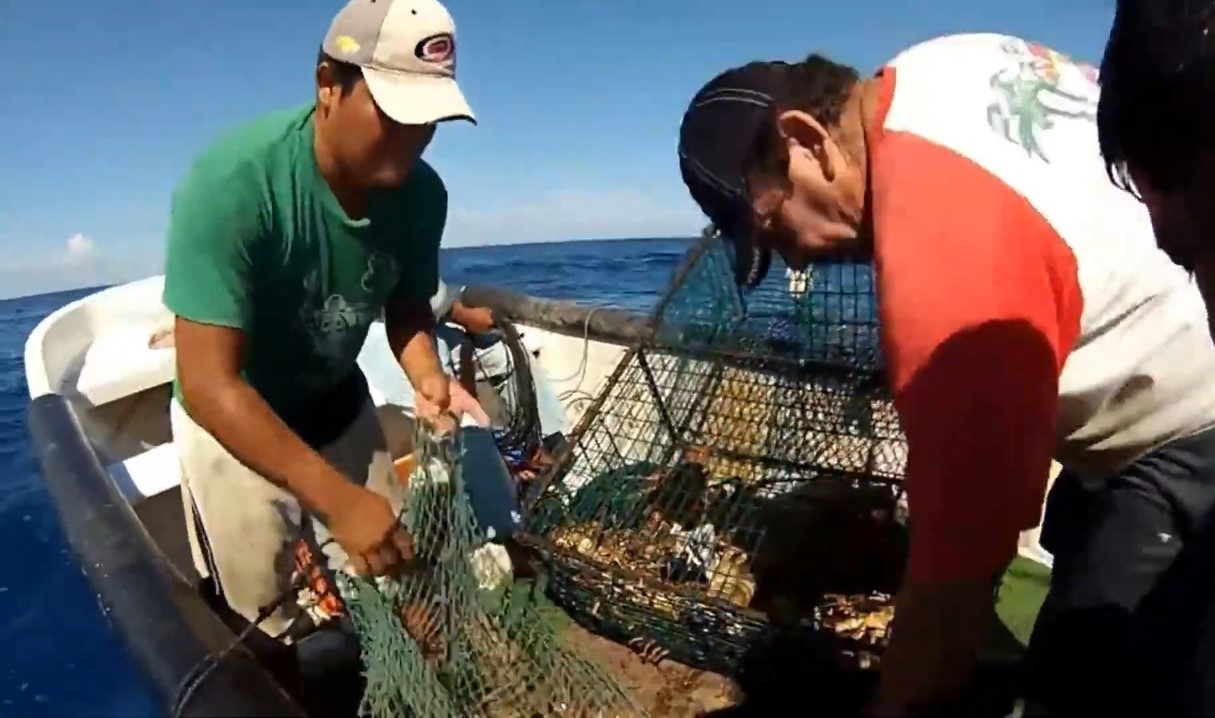 Frente Frío 'le echa la mano' a pescadores de Isla Mujeres; capturaron una tonelada de langosta