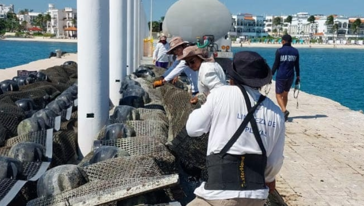 Semar inicia trabajos para retirar barrera de sargazo en Playa del Carmen