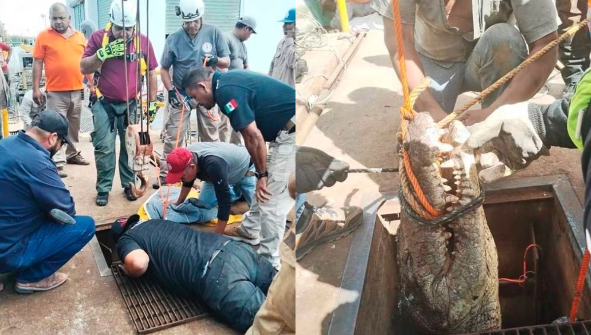 Así fue el rescate de un cocodrilo de tres metros en una alcantarilla en Ciudad Victoria, Tamaulipas