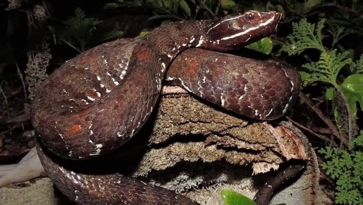 Así es la serpiente más venenosa que habita en la Península de Yucatán