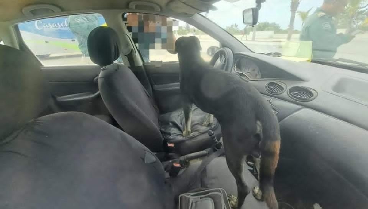 Rescatan a un perro encerrado dentro de un auto en Progreso