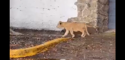Cachorro de león es captado caminando por las calles de Zapopan y alerta a habitantes