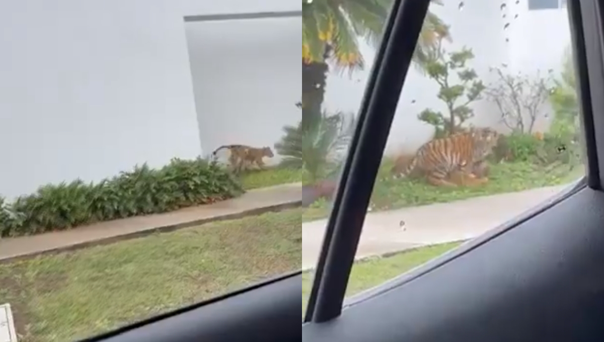 Captan a cachorros de tigre y león jugando en calles de Zapopan, Jalisco: VIDEO
